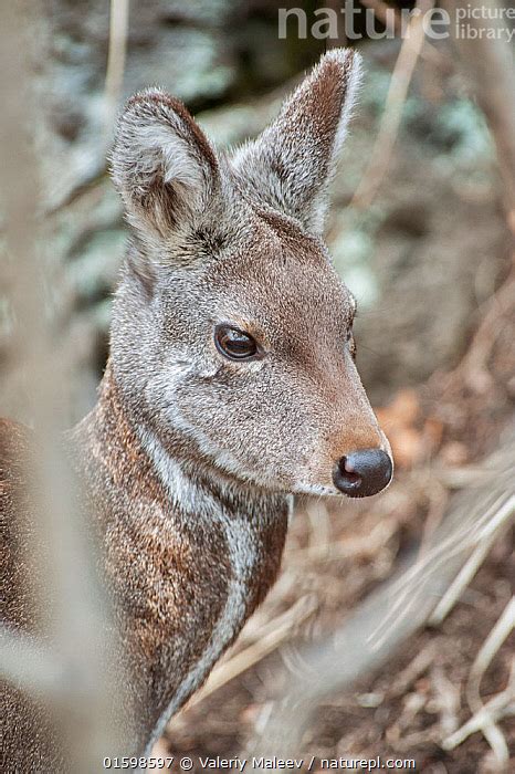 female musk deer.